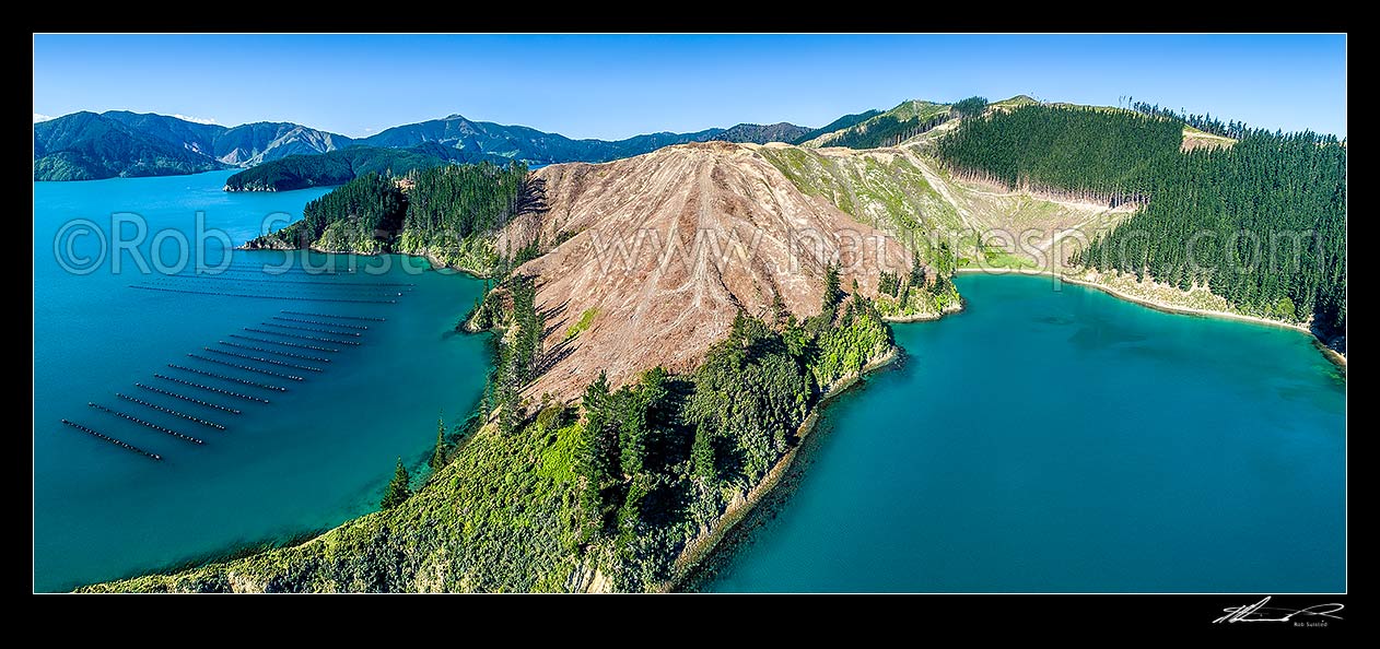 Image of Clear felled plantation forestry in Port Underwood near Pipi Bay (right). Aerial panorama over coast, with mussel farms and Separation Point at left, Port Underwood, Marlborough District, Marlborough Region, New Zealand (NZ) stock photo image