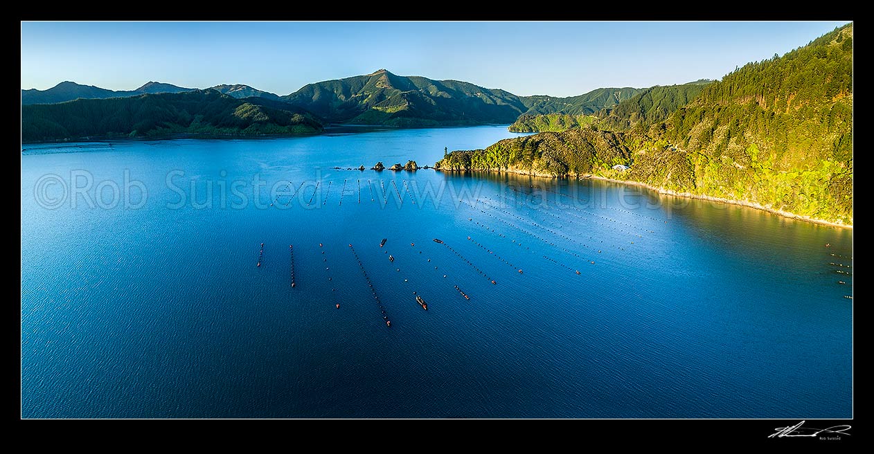 Image of Port Underwood, Marlborough Sounds. Mussel farms in Tumbledown Bay, with The Knobbys rocks and Whangakoko bay behind. Aerial panorama, Port Underwood, Marlborough District, Marlborough Region, New Zealand (NZ) stock photo image