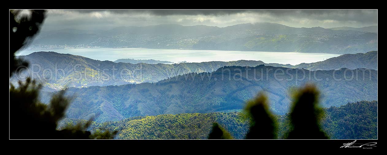 Image of Wellington forested ranges seen from above the Wainuiomata Water Collection Area in the Remutaka (Rimutaka) Ranges. Moody view as weather breaks over Wellington harbour. Panorama, Remutaka Range, Wainuiomata, Hutt City District, Wellington Region, New Zealand (NZ) stock photo image