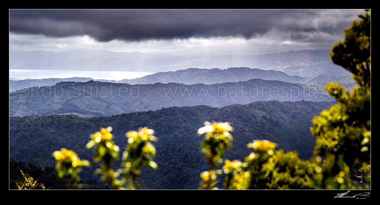 Image of Wellington forested ranges seen from above the Wainuiomata Water Collection Area in the Remutaka (Rimutaka) Ranges. Moody view as weather breaks over Wellington harbour. Panorama, Remutaka Range, Wainuiomata, Hutt City District, Wellington Region, New Zealand (NZ) stock photo image