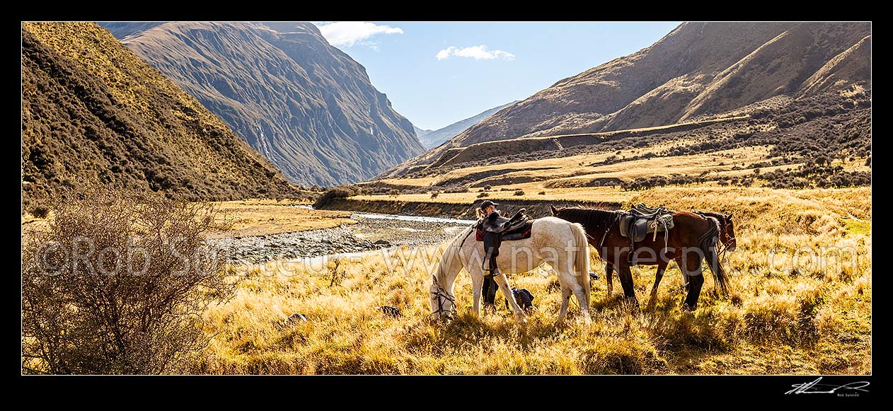 Image of High country autumn muster. Shepherd with horses and dogs waits on valley floor during autumn merino sheep muster. Panorama, Shotover River Valley, Queenstown Lakes District, Otago Region, New Zealand (NZ) stock photo image