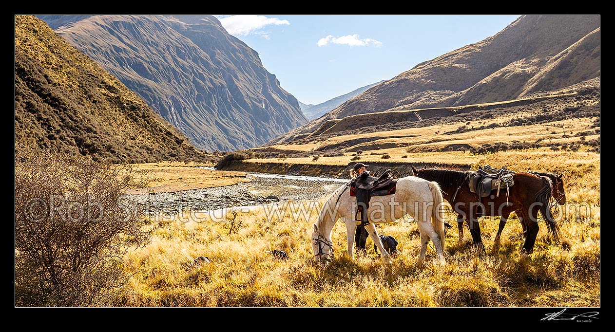 Image of High country autumn muster. Shepherd with horses and dogs waits on valley floor during autumn merino sheep muster. Panorama, Shotover River Valley, Queenstown Lakes District, Otago Region, New Zealand (NZ) stock photo image