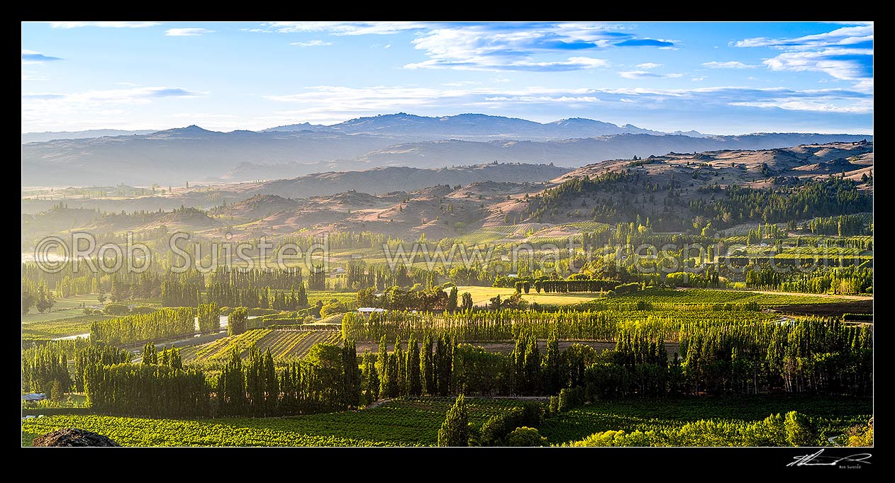 Image of Stonefruit orchards in Central Otago on a sunny morning in later summer at Blackmans. Panorama, Earnscleugh, Alexandra, Central Otago District, Otago Region, New Zealand (NZ) stock photo image