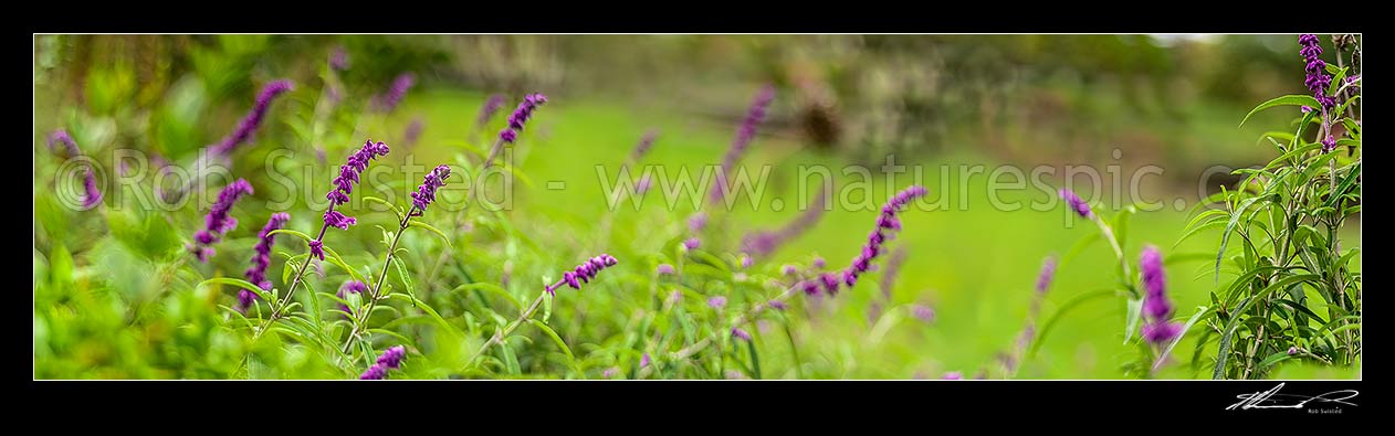 Image of Purple flowers amongst green, probably Buddleia flowers. Panorama, New Zealand (NZ) stock photo image