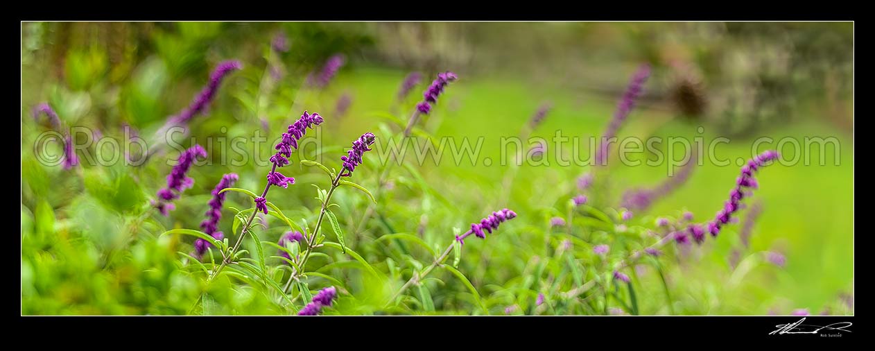 Image of Purple flowers amongst green, probably Buddleia flowers. Panorama, New Zealand (NZ) stock photo image