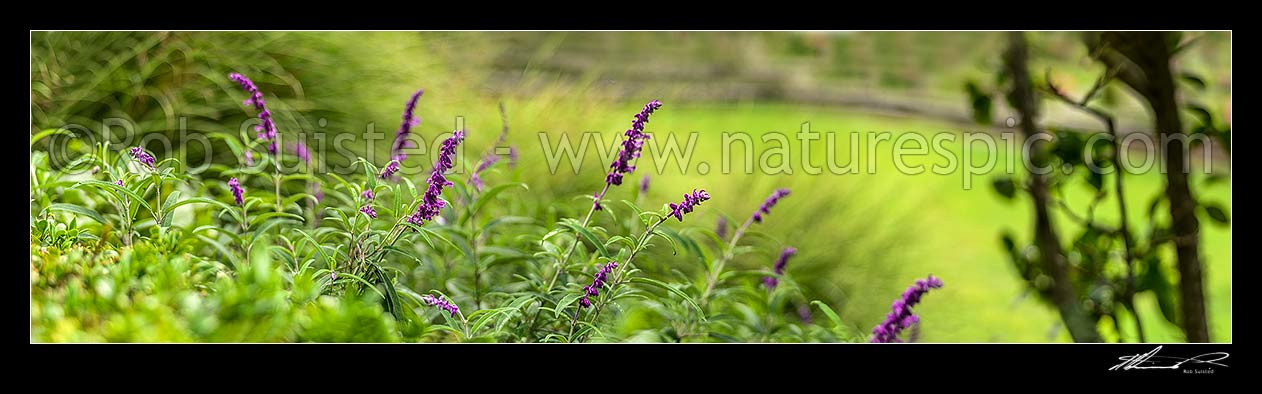 Image of Purple flowers amongst green, probably Buddleia flowers. Panorama, New Zealand (NZ) stock photo image