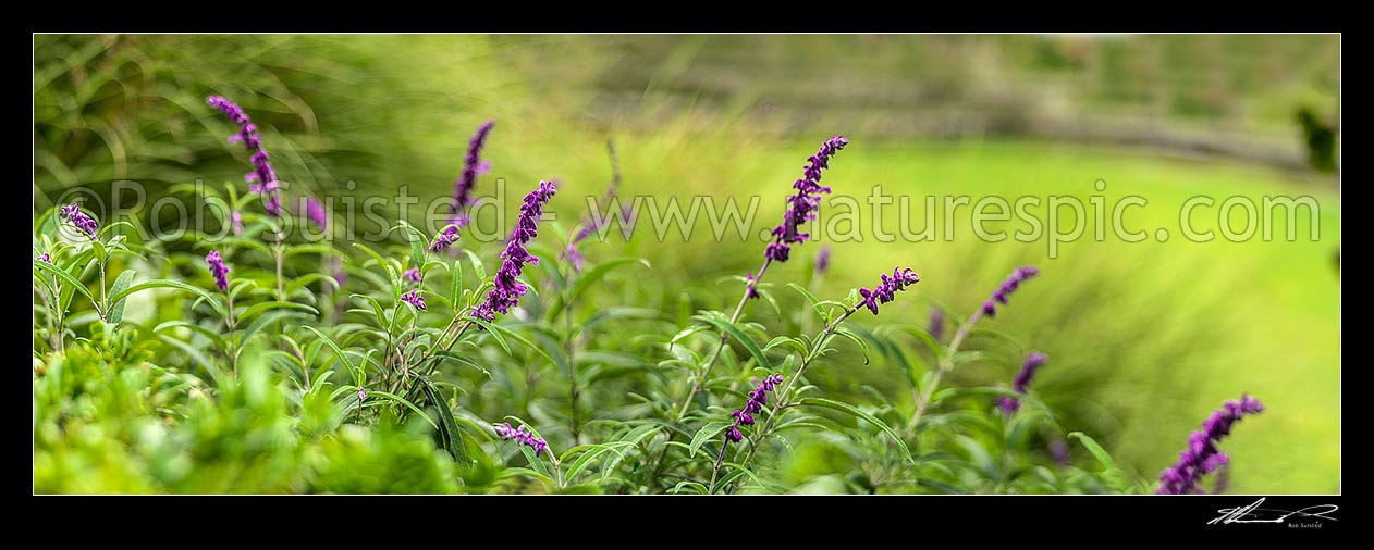 Image of Purple flowers amongst green, probably Buddleia flowers. Panorama, New Zealand (NZ) stock photo image