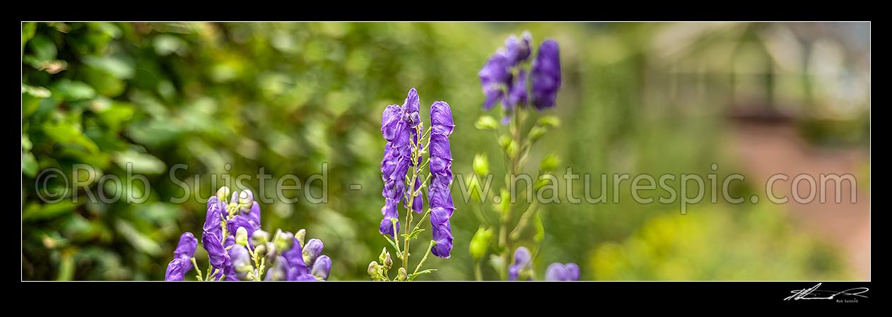 Image of Monkshood flowers panorama (Aconitum napellus), New Zealand (NZ) stock photo image