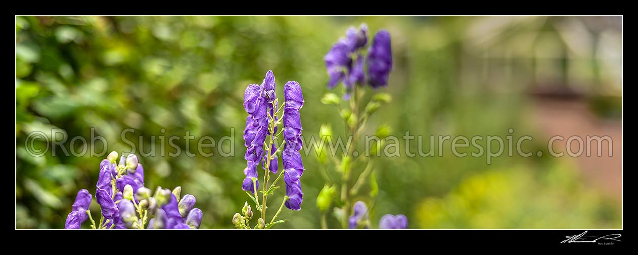 Image of Monkshood flowers panorama (Aconitum napellus), New Zealand (NZ) stock photo image