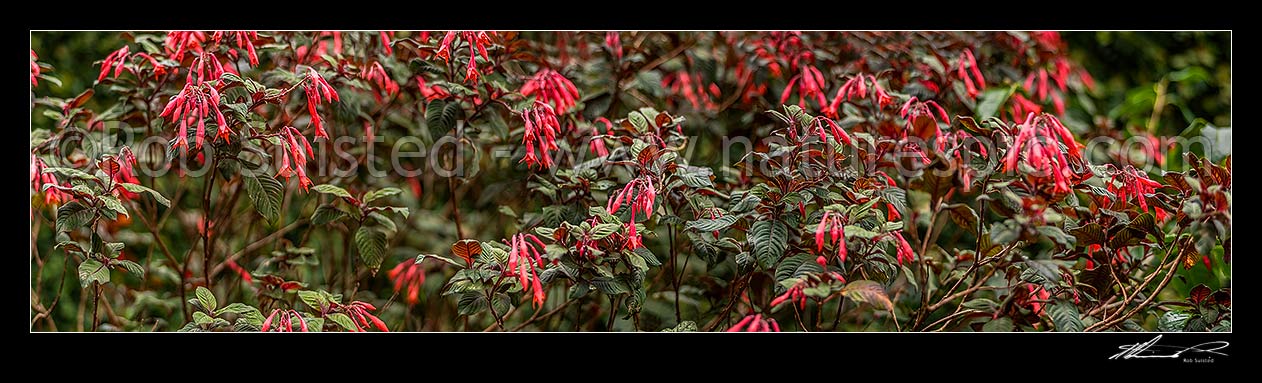 Image of Fuchsia flowers (Fuchsia triphylla Gartenmeister Bonstedt), sometimes called honeysuckle fuchsia. Panorama, New Zealand (NZ) stock photo image