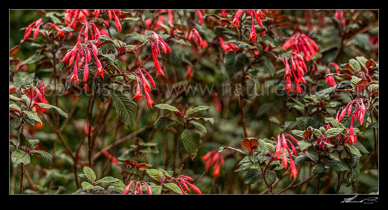 Image of Fuchsia flowers (Fuchsia triphylla Gartenmeister Bonstedt), sometimes called honeysuckle fuchsia. Panorama, New Zealand (NZ) stock photo image