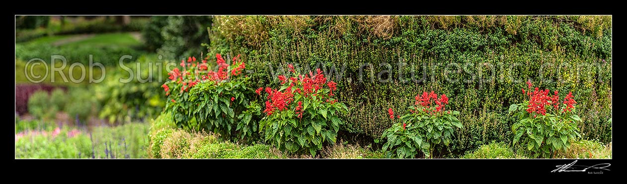 Image of Flower display, red flowers amongst green foliage. Panorama, New Zealand (NZ) stock photo image