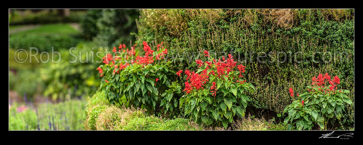 Image of Flower display, red flowers amongst green foliage. Panorama, New Zealand (NZ) stock photo image