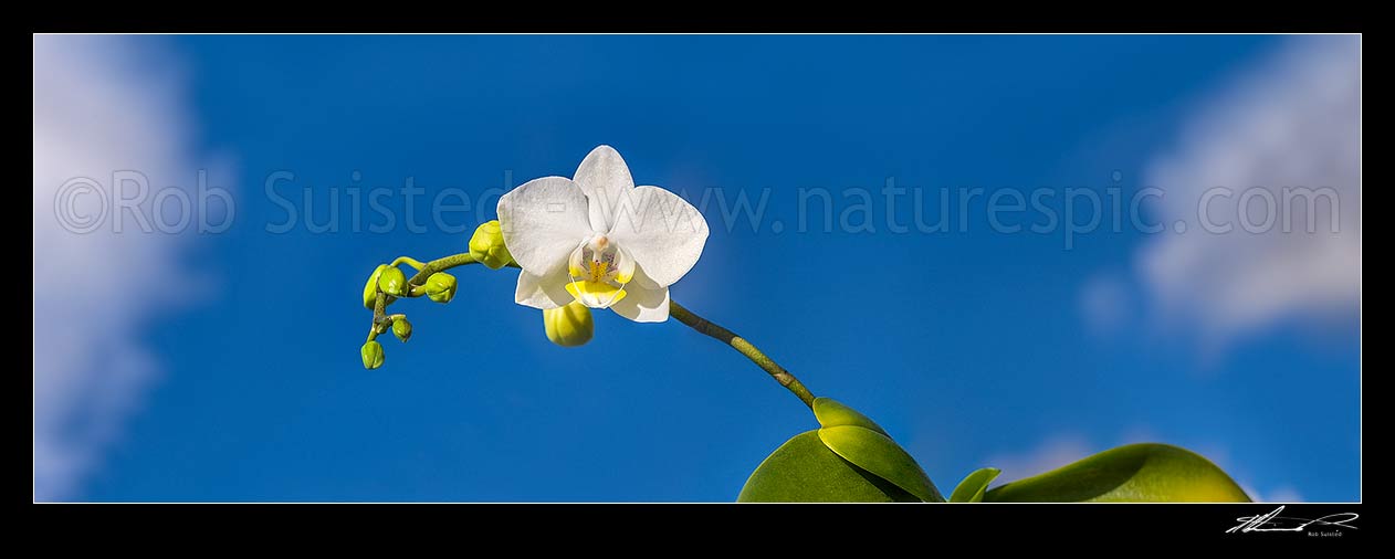 Image of Orchid against blue sky panorama. Phalaenopsis orchids, commonly known as moth orchids, New Zealand (NZ) stock photo image