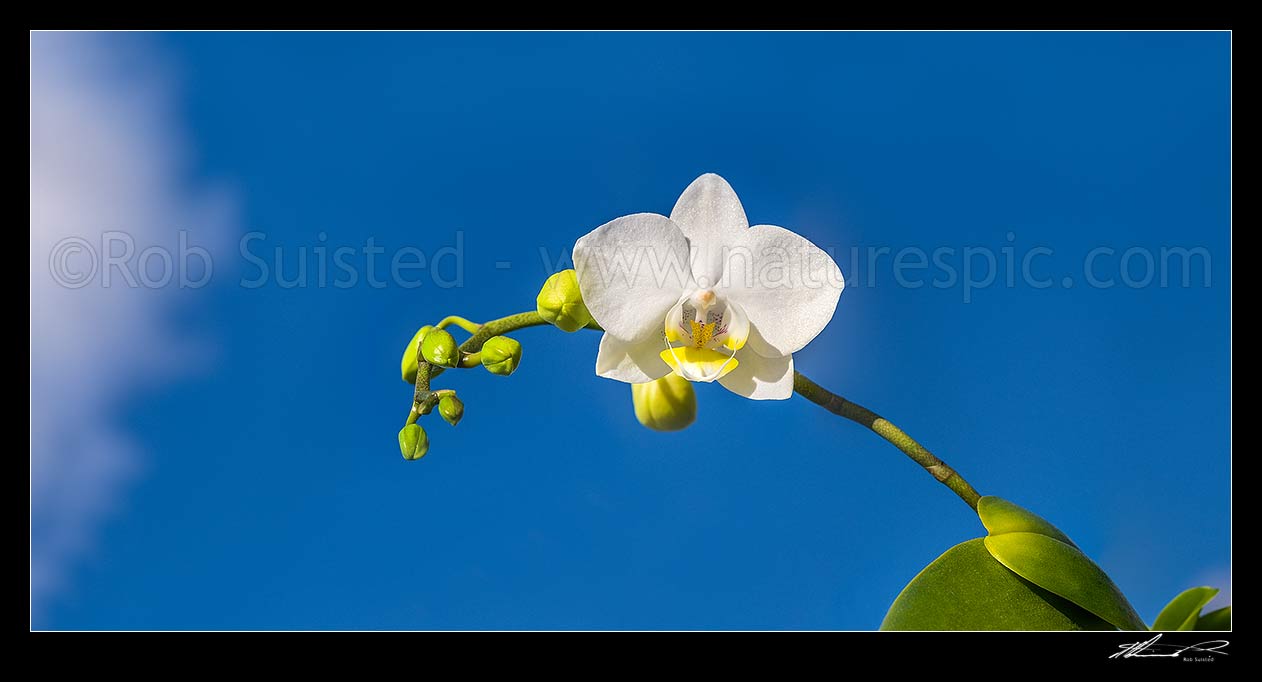 Image of Orchid against blue sky panorama. Phalaenopsis orchids, commonly known as moth orchids, New Zealand (NZ) stock photo image