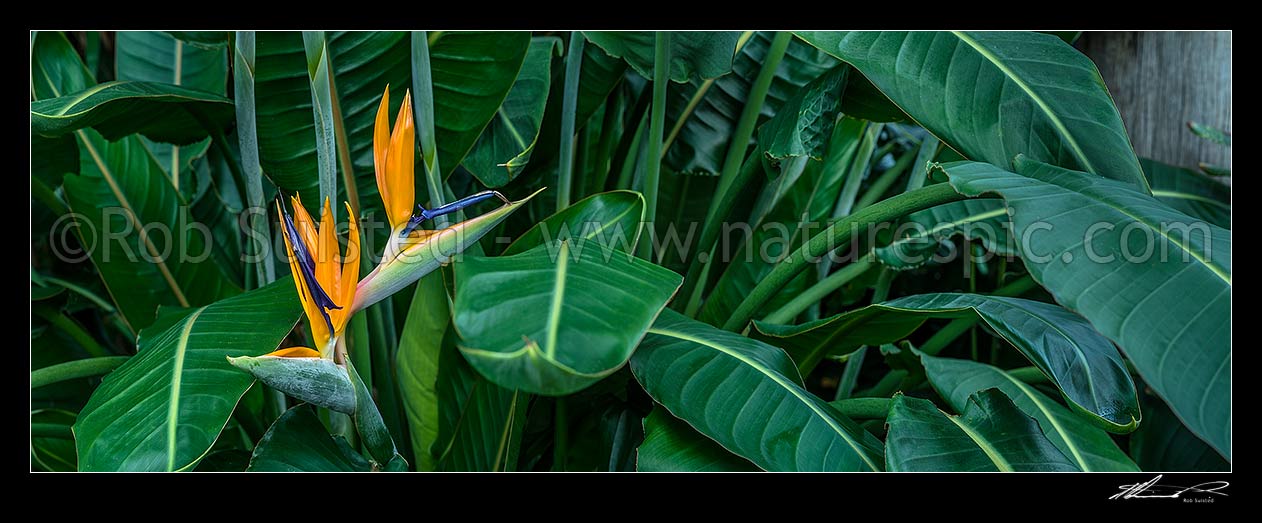 Image of Bird of Paradise flower and foliage (Strelitzia reginae). Panorama, New Zealand (NZ) stock photo image