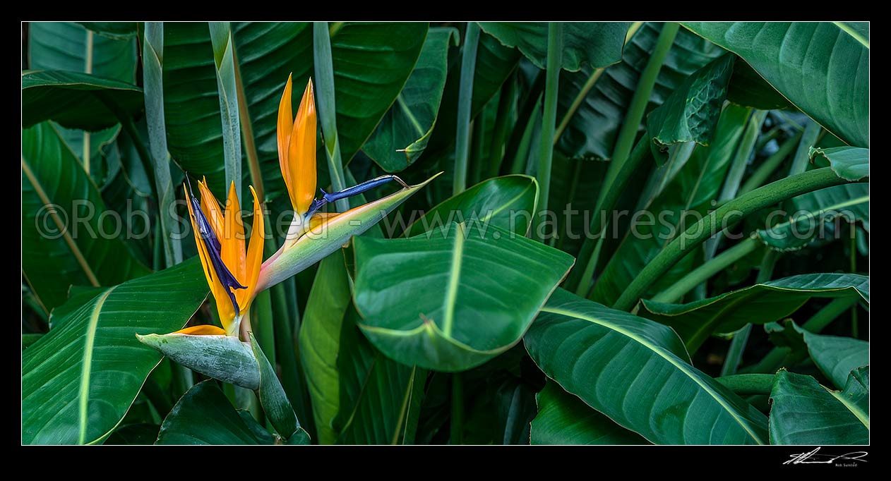 Image of Bird of Paradise flower and foliage (Strelitzia reginae). Panorama, New Zealand (NZ) stock photo image