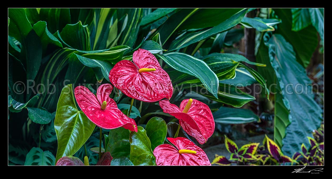 Image of Flamingo flowers (Anthurium 'Dakota Red'). Panorama, New Zealand (NZ) stock photo image