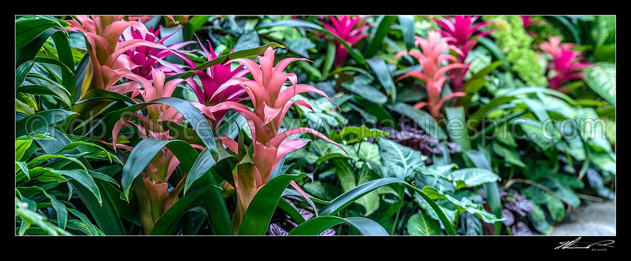 Image of Bromeliads flowering - pink and purple flowers. Panorama, New Zealand (NZ) stock photo image