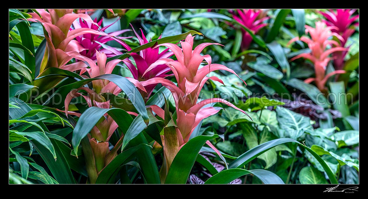 Image of Bromeliads flowering - pink and purple flowers. Panorama, New Zealand (NZ) stock photo image