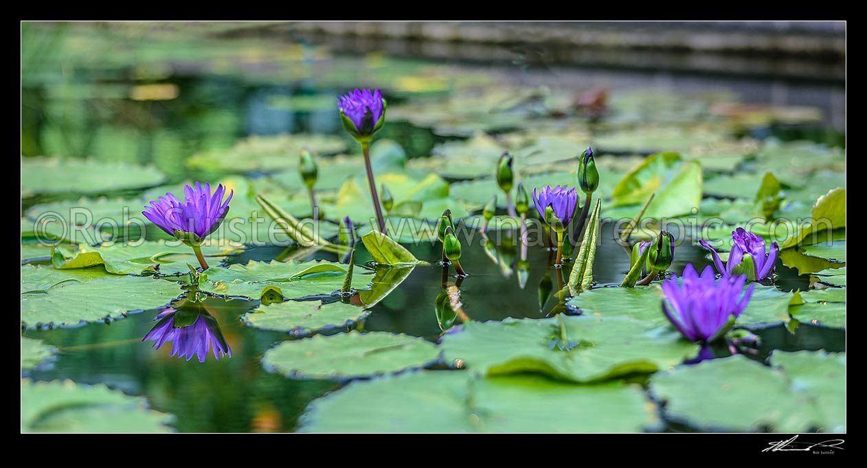 Image of Water lily flowers (Nymphaea species). Water lilies and pads. Panorama, New Zealand (NZ) stock photo image