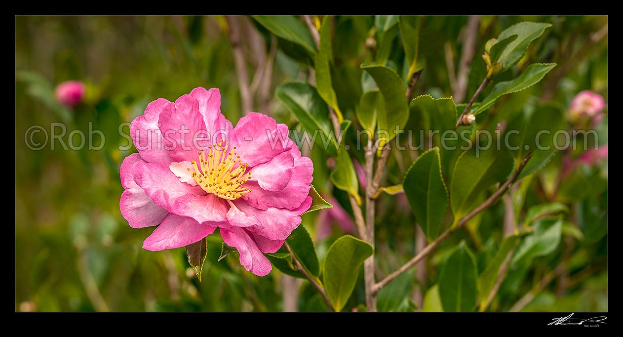 Image of Camellia flowers. Pink coloured Camellia sasanqua 'Paradise vanessa' shrub. Panorama, New Zealand (NZ) stock photo image