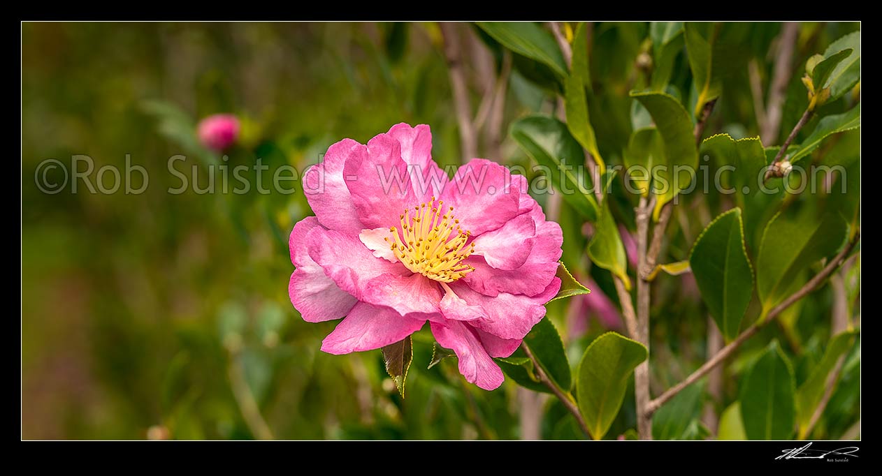 Image of Camellia flowers. Pink coloured Camellia sasanqua 'Paradise vanessa' shrub. Panorama, New Zealand (NZ) stock photo image