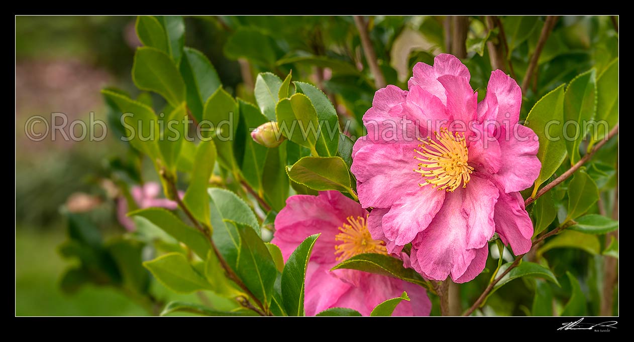 Image of Camellia flowers. Pink coloured Camellia sasanqua 'Paradise vanessa' shrub. Panorama, New Zealand (NZ) stock photo image