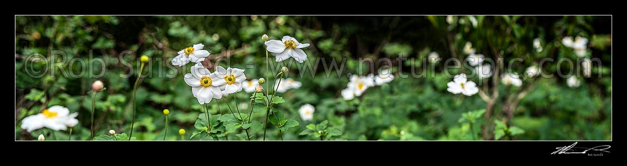 Image of Anenomes white flowering in autumn. Panorama, New Zealand (NZ) stock photo image