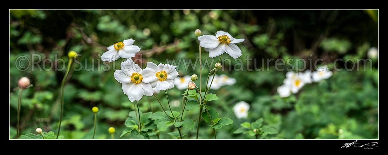 Image of Anenomes white flowering in autumn. Panorama, New Zealand (NZ) stock photo image