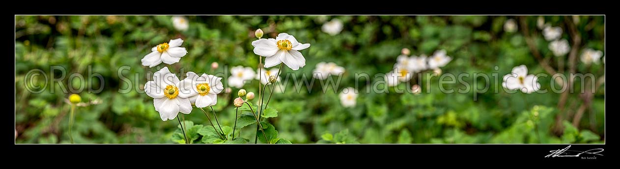 Image of Anenomes white flowering in autumn. Panorama, New Zealand (NZ) stock photo image