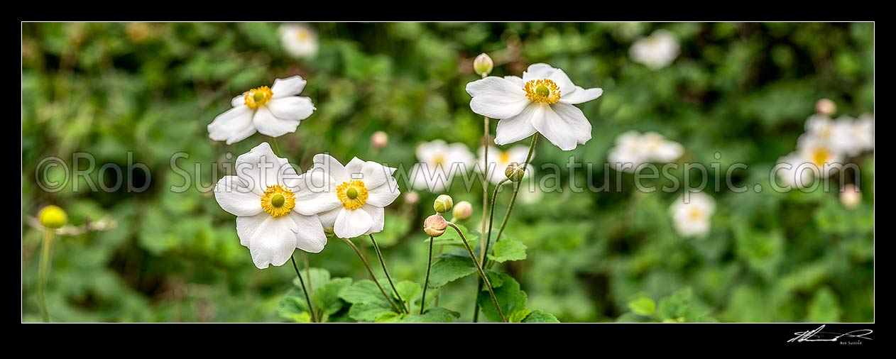 Image of Anenomes white flowering in autumn. Panorama, New Zealand (NZ) stock photo image