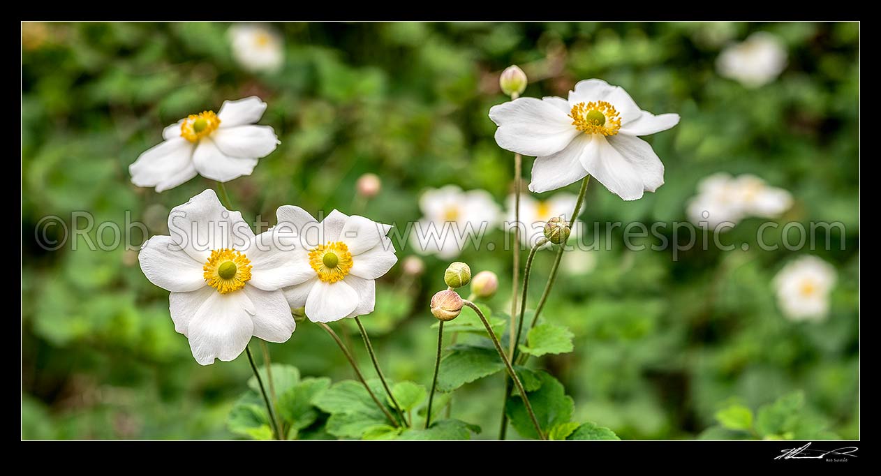 Image of Anenomes white flowering in autumn. Panorama, New Zealand (NZ) stock photo image