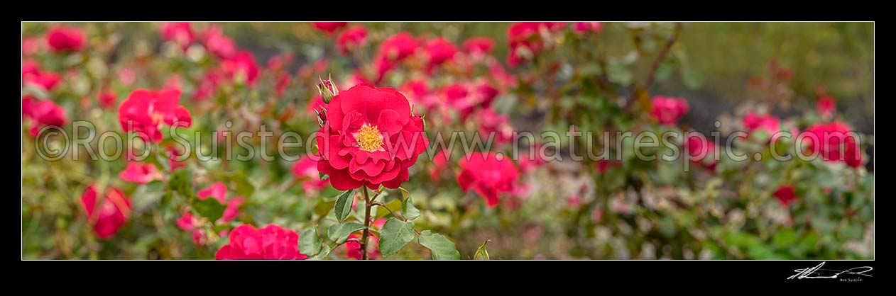 Image of Red rose flowers. Rosa 'Arabella'. Panorama, New Zealand (NZ) stock photo image