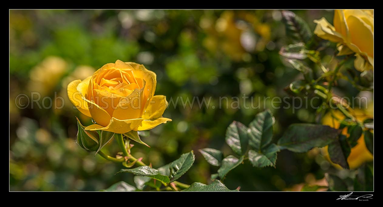 Image of Yellow rose Rosa 'Absolutely Fabulous' variety flowers. Panorama, New Zealand (NZ) stock photo image