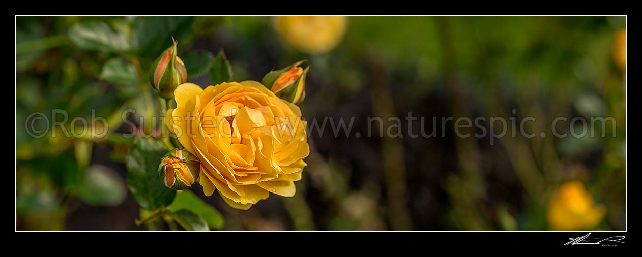 Image of Yellow rose Rosa 'Absolutely Fabulous' variety flowers. Panorama, New Zealand (NZ) stock photo image