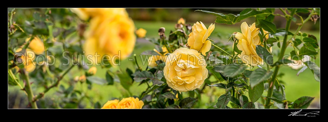 Image of Yellow rose Rosa 'Absolutely Fabulous' variety flowers. Panorama, New Zealand (NZ) stock photo image