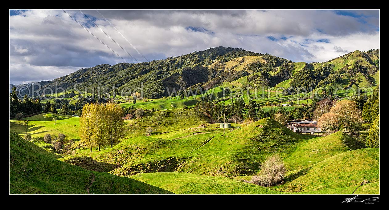 Image of Ruatahuna farmland in the heart of Te Urewera. Panorama, Ruatahuna, Whakatane District, Bay of Plenty Region, New Zealand (NZ) stock photo image