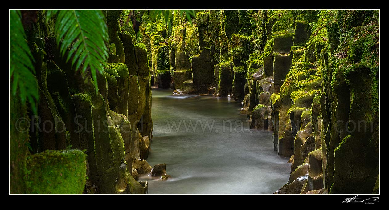 Image of Te Whaiti-Nui-A-Toi Canyon and Whirinaki River in Whirinaki Te Pua-a-Tane Conservation Park. Whirinaki Forest Park. A post eruption ignimbrite gorge. Panorama, Minginui, Whakatane District, Bay of Plenty Region, New Zealand (NZ) stock photo image