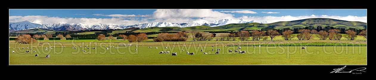 Image of Farmland panorama. Sheep and new spring lambs grazing on lush spring pasture with snow clad Puketeraki Ranges beyond Waikari. Image 37448 slightly modified to extend length ratio, Waikari, Hurunui District, Canterbury Region, New Zealand (NZ) stock photo image