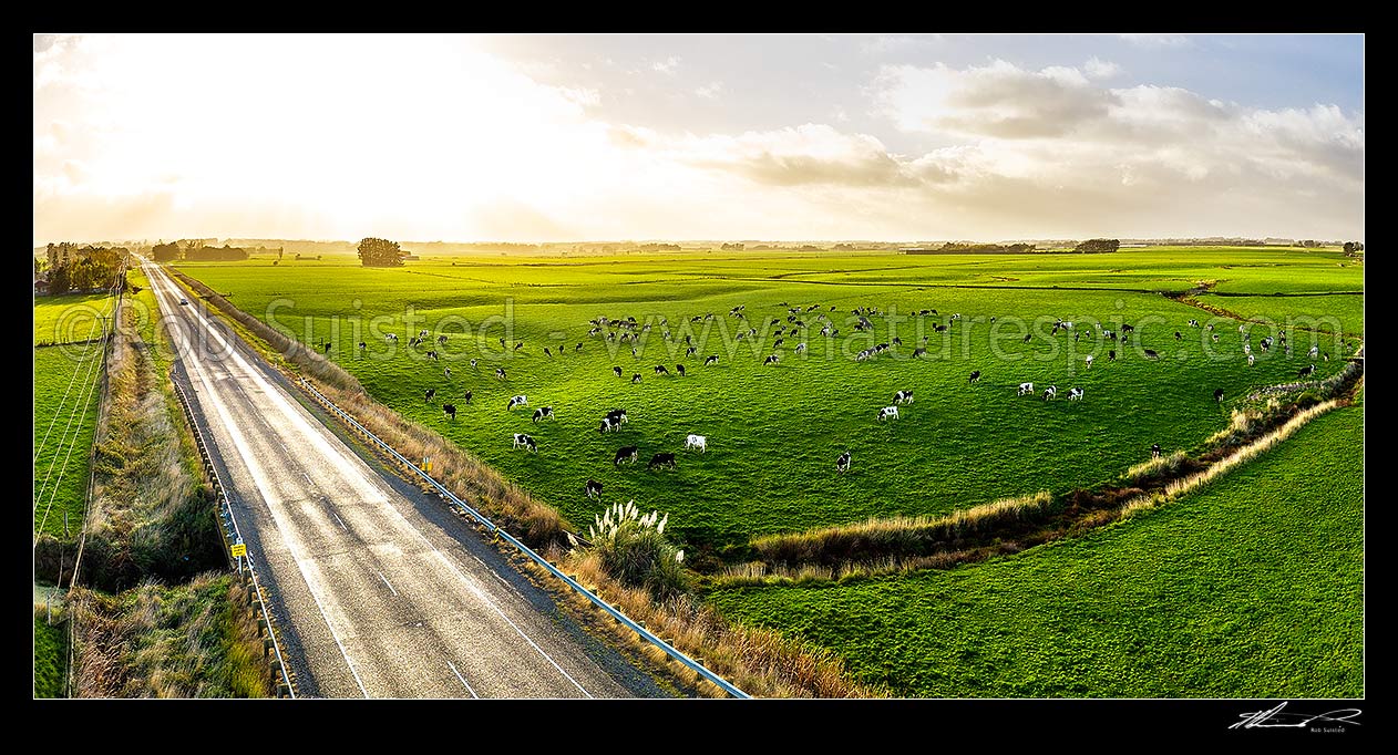 Image of Dairy farmland in early morning autumn light. Dairy cows and herd grazing on lush pasture. Panorama, Sanson, Manawatu District, Manawatu-Wanganui Region, New Zealand (NZ) stock photo image