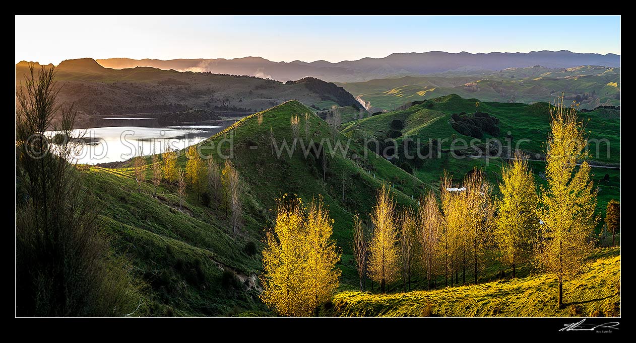 Image of Lake Rotonuiaha, nestled in northern Hawkes Bay farmland. Golden autumn colours and poplar trees at dusk. Panekiri Range beyond. Panorama, Mohaka, Wairoa District, Hawke's Bay Region, New Zealand (NZ) stock photo image