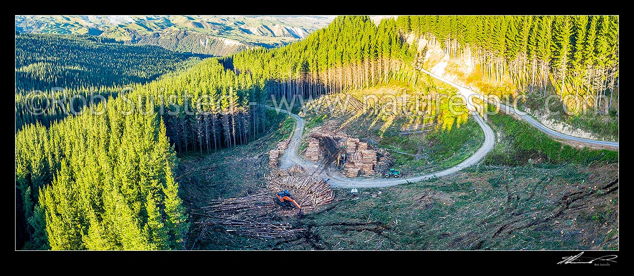 Image of Forestry felling operations in a commercial NZ Radiata pine forest plantation (Pinus radiata). Processing pine tree logs for market, normally export. Aerial panorama, Mohaka, Wairoa District, Hawke's Bay Region, New Zealand (NZ) stock photo image