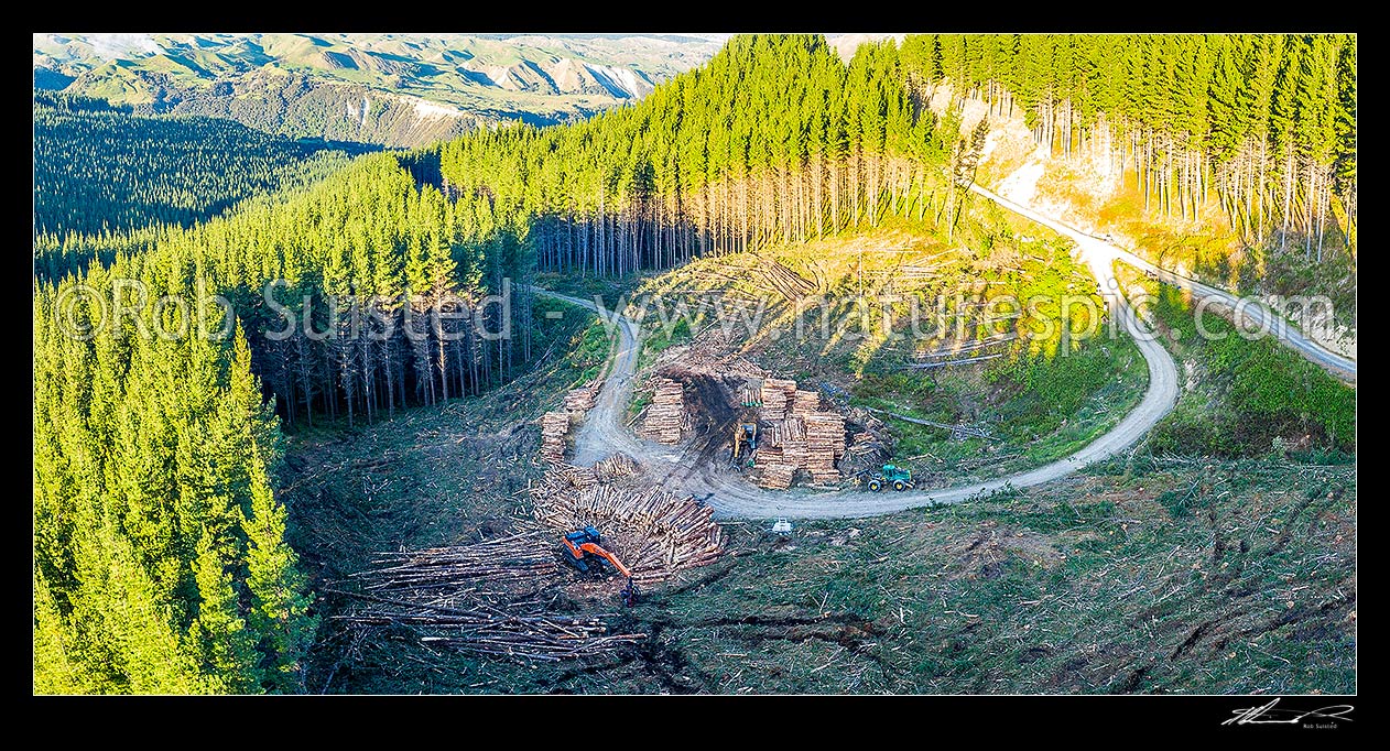 Image of Forestry felling operations in a commercial NZ Radiata pine forest plantation (Pinus radiata). Processing pine tree logs for market, normally export. Aerial panorama, Mohaka, Wairoa District, Hawke's Bay Region, New Zealand (NZ) stock photo image