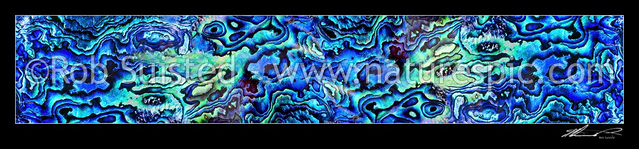 Image of New Zealand Paua shell (Haliotis iris), a native abalone with unique iridescent shell nacre, very wide panorama file, New Zealand (NZ) stock photo image