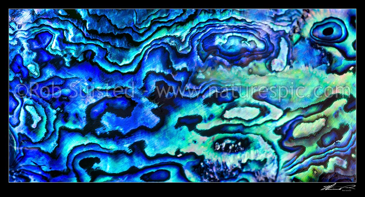 Image of New Zealand Paua shell (Haliotis iris), a native abalone with unique iridescent shell nacre. Panorama file, New Zealand (NZ) stock photo image