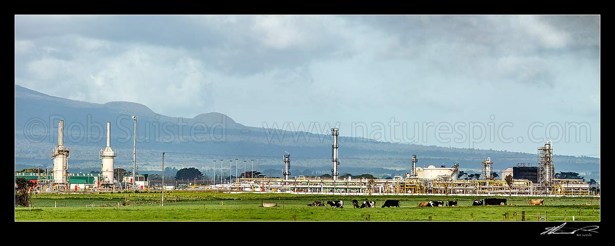 Image of Maui oil and gas production station at Tai Rd, Oaonui, with gas flaring or burning off tower. Dairy farm and cows in foreground. Panorama, Oaonuii, Opunake, South Taranaki District, Taranaki Region, New Zealand (NZ) stock photo image