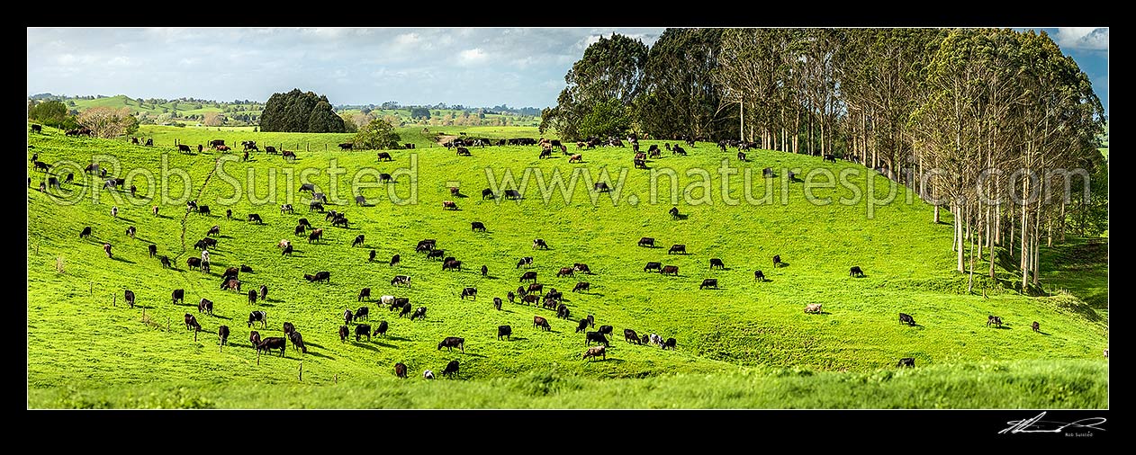 Image of Dairy cows grazing on lush dairy farmland and rolling hills. Panorama, Otorohanga, Otorohanga District, Waikato Region, New Zealand (NZ) stock photo image