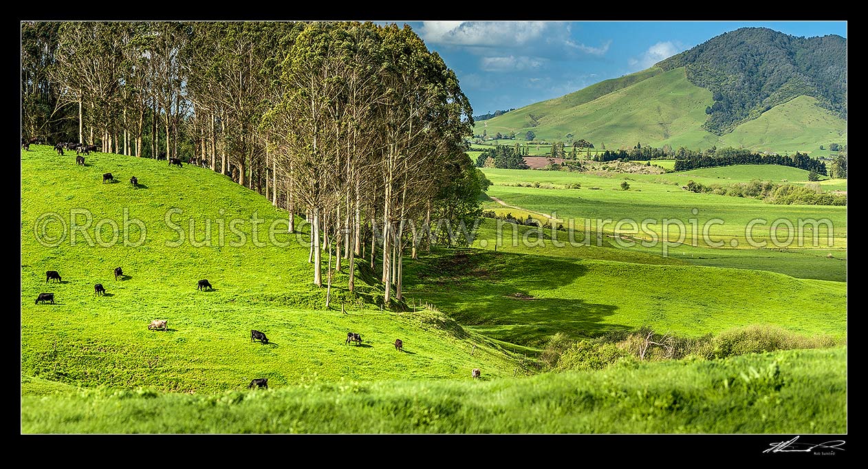 Image of Waikato dairy farmland and dairy cows grazing, with Mount Kakepuku (right) behind. Panorama, Otorohanga, Otorohanga District, Waikato Region, New Zealand (NZ) stock photo image