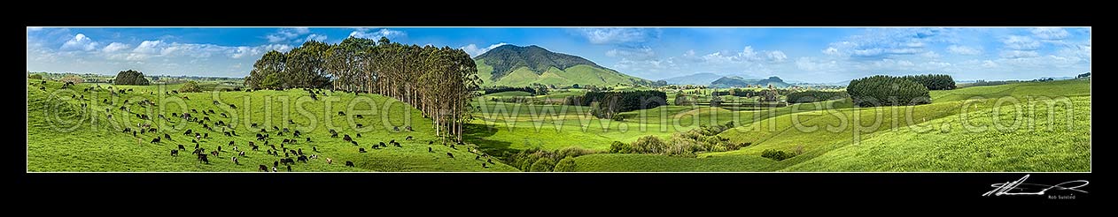 Image of Waikato lush dairy farmland by the Waipa River, with Mount Kakepuku (centre) and Te Kawa (centre right). Maungatautari beyond. Panorama, Otorohanga, Otorohanga District, Waikato Region, New Zealand (NZ) stock photo image